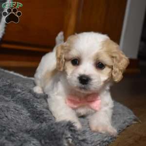 Hadley, Cavachon Puppy